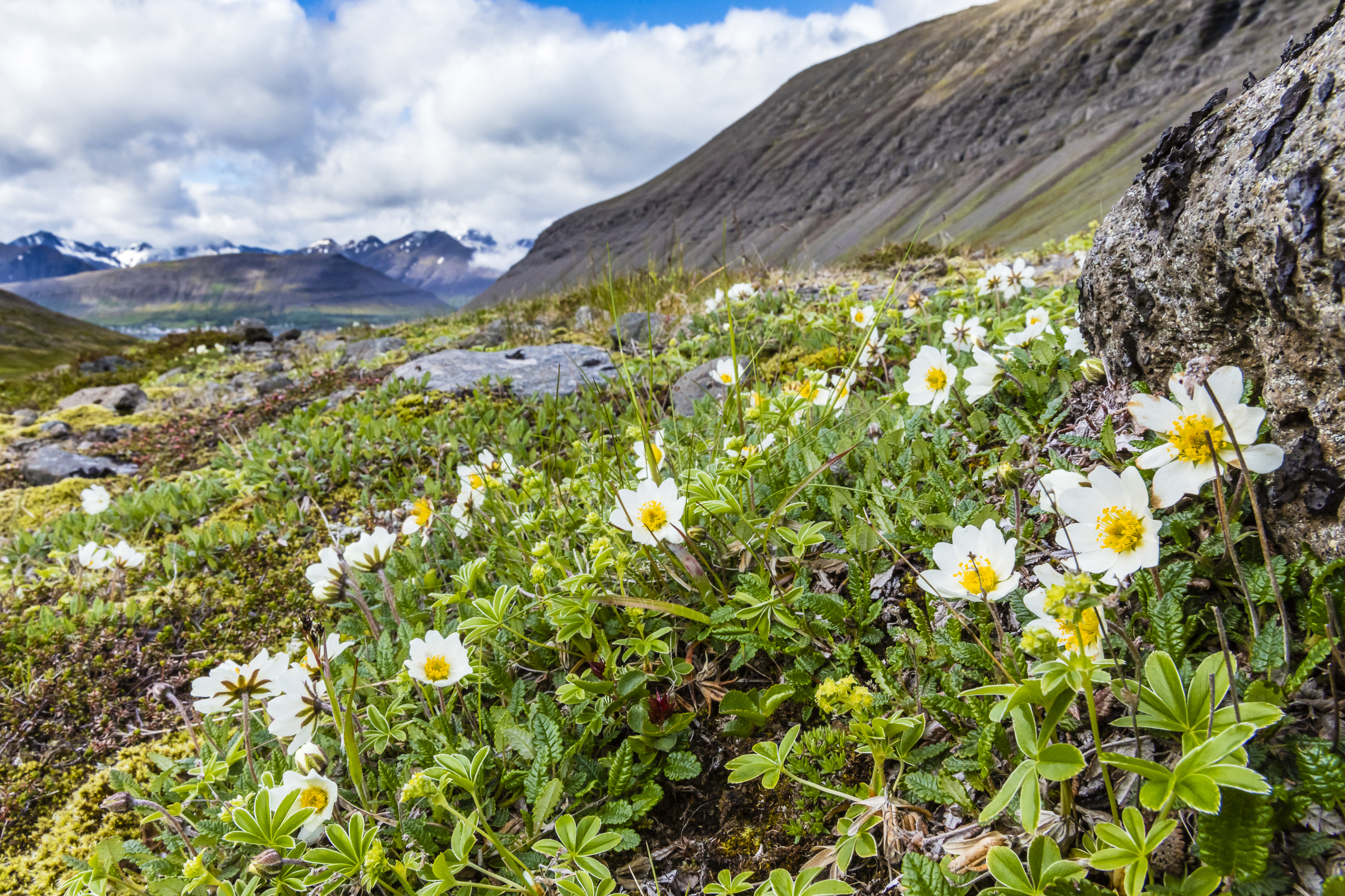 Summer flowers at Westfjords, Iceland