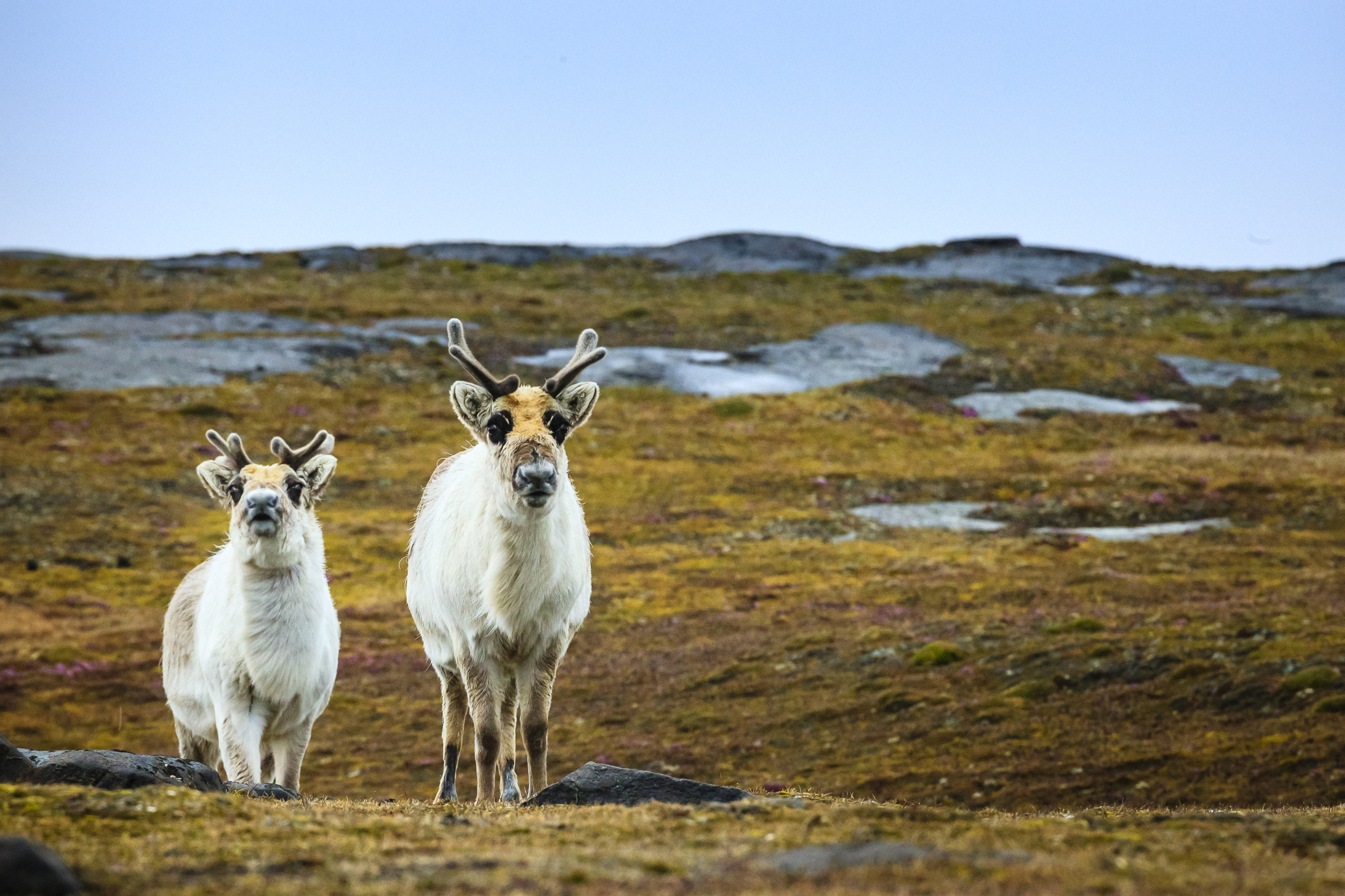 Reindeer on Svalbard