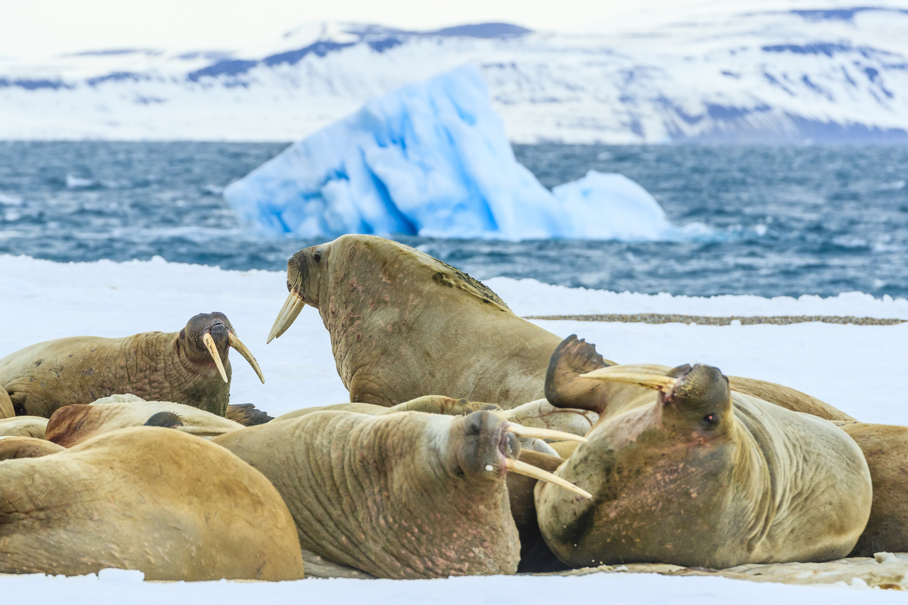 Walruses hauled out on the ice, Svalbard