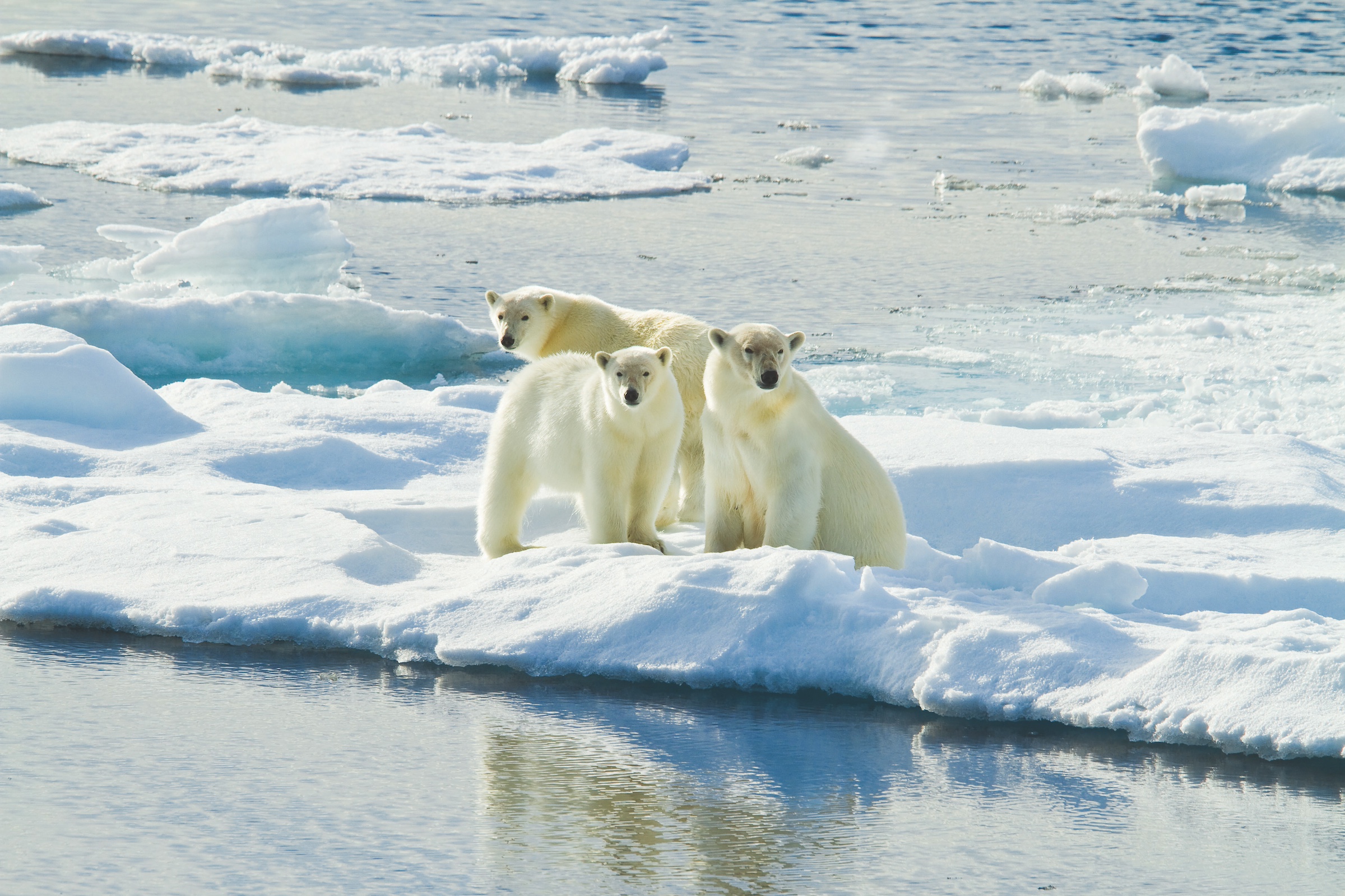 Three polar bears on the ice edge 