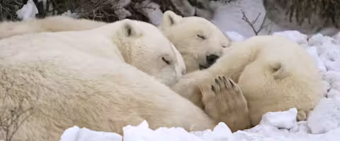 Ultimate Polar Bear & Arctic Safari