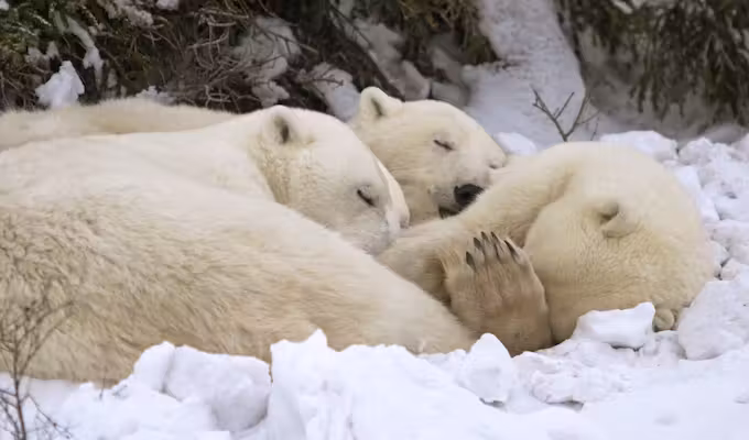 Ultimate Polar Bear & Arctic Safari