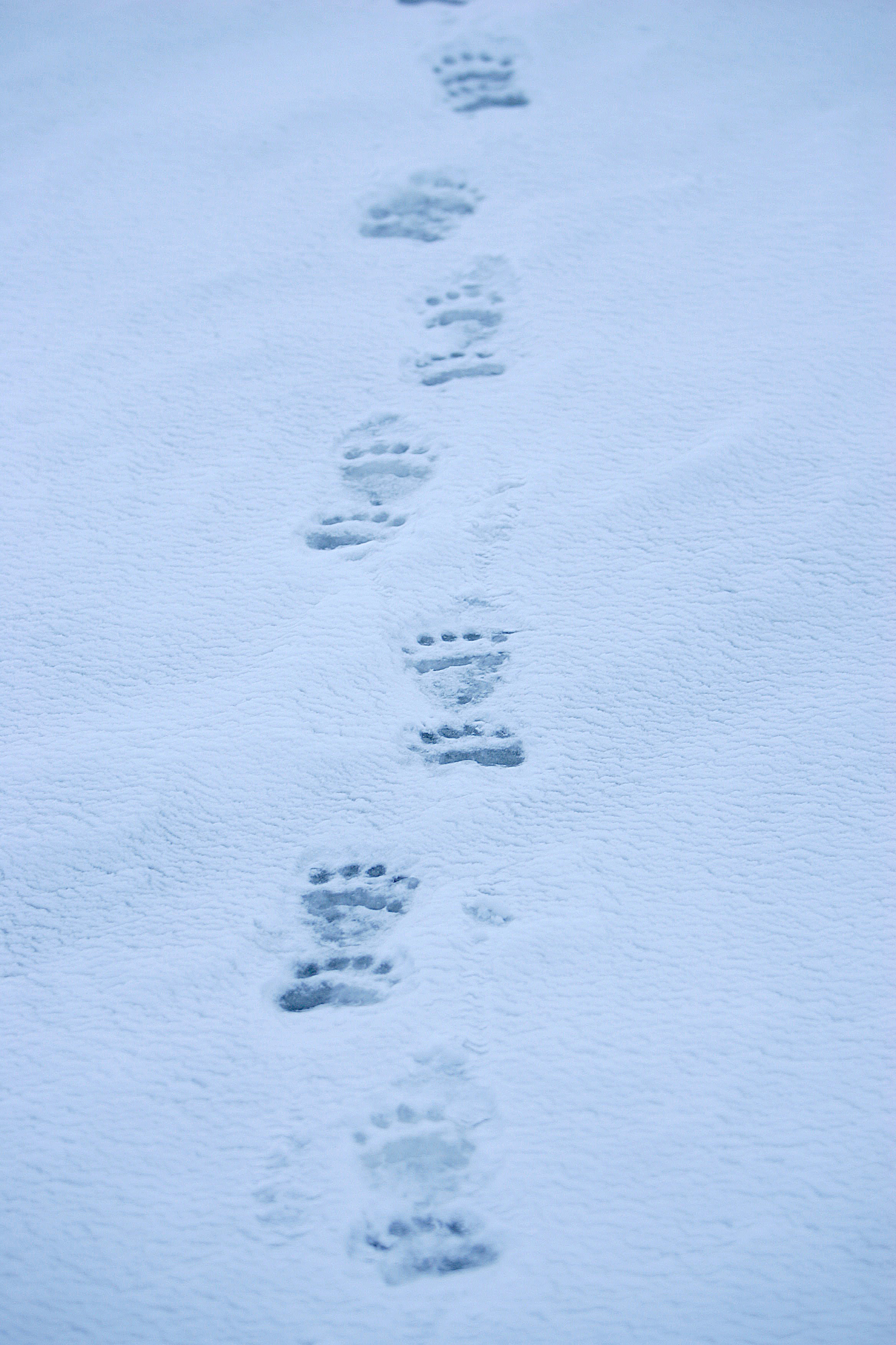 Ultimate Polar Bear & Arctic Safari