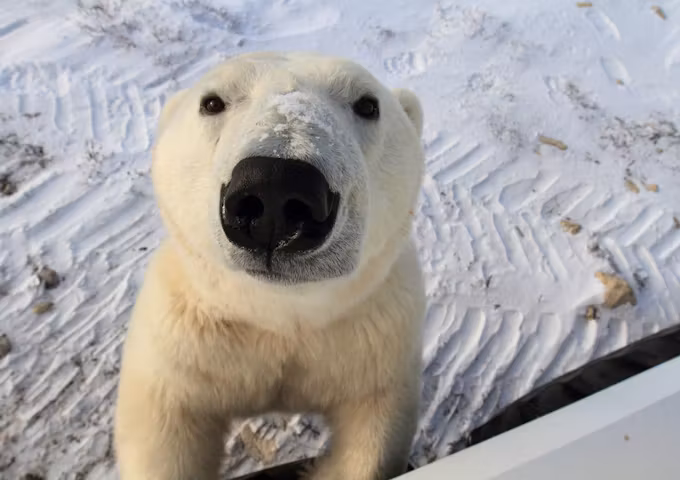 Polar Bear Tours