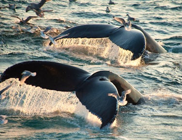 Arctic Whale Watching Tours