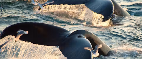 Northern Lights, Fjords and Whales