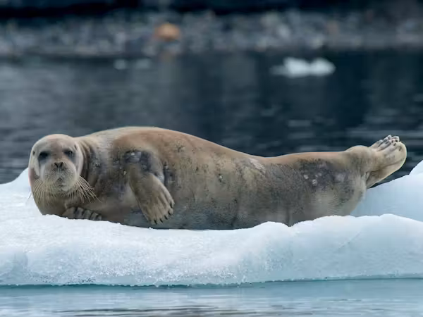 A bearded seal lounges on the ice
