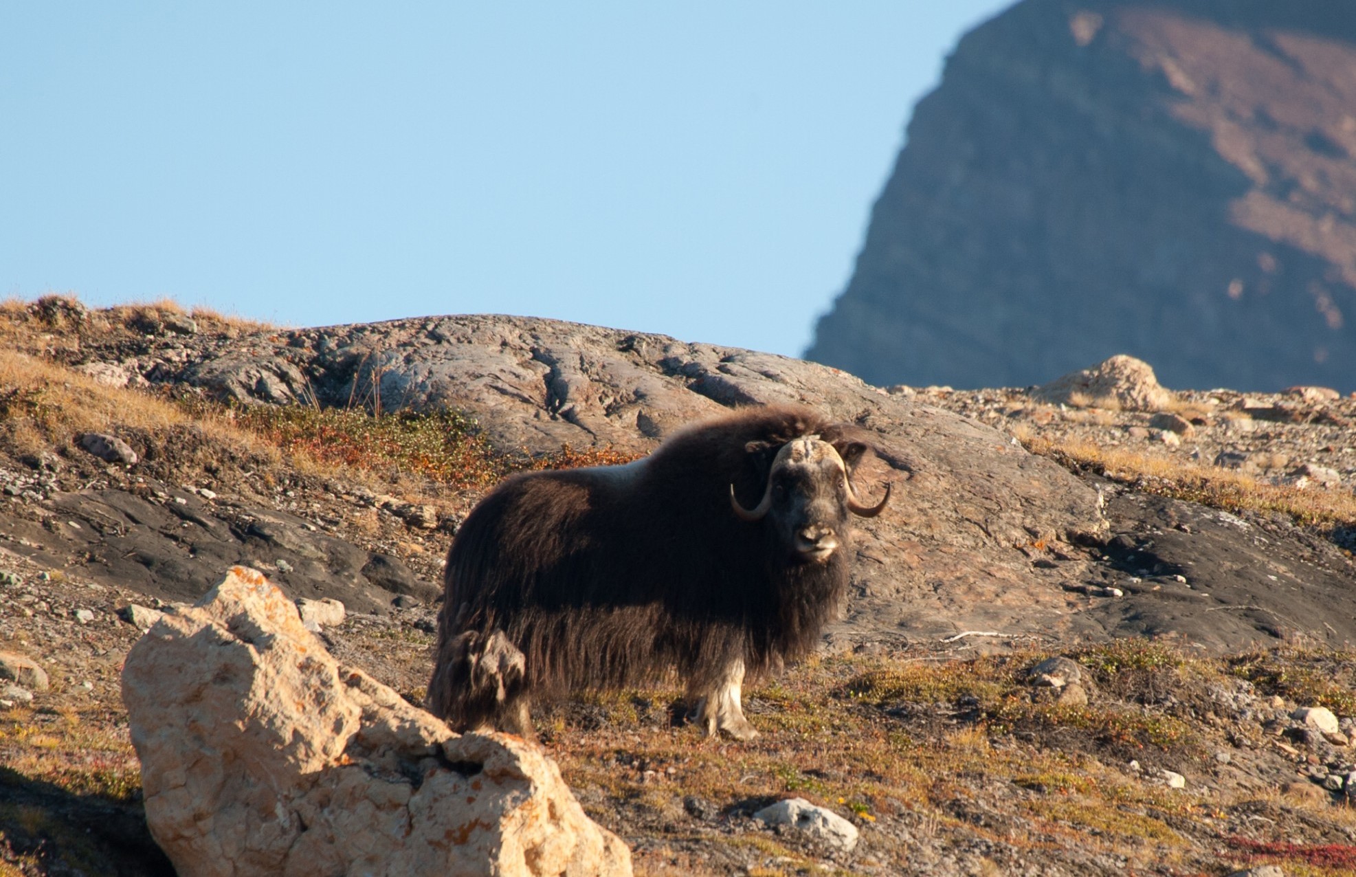 Icebergs & Auroras: East Greenland & Svalbard
