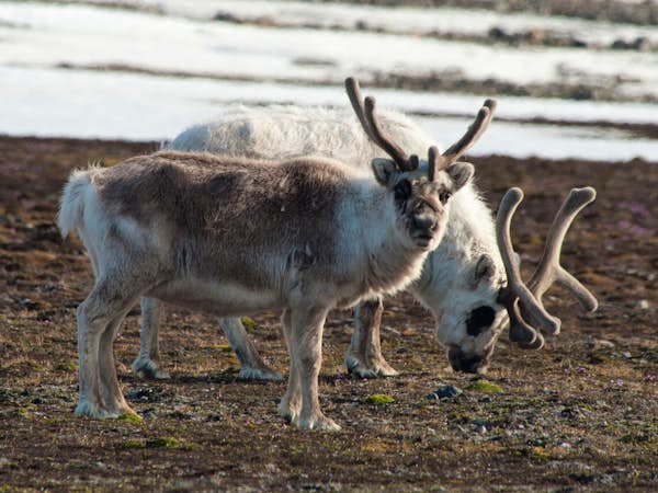 Reindeer on Svalbard