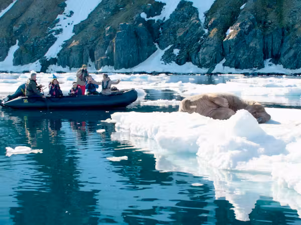 Spotting walrus whilst on a zodiac cruise