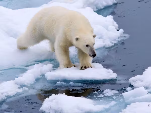 Bear navigating the sea ice