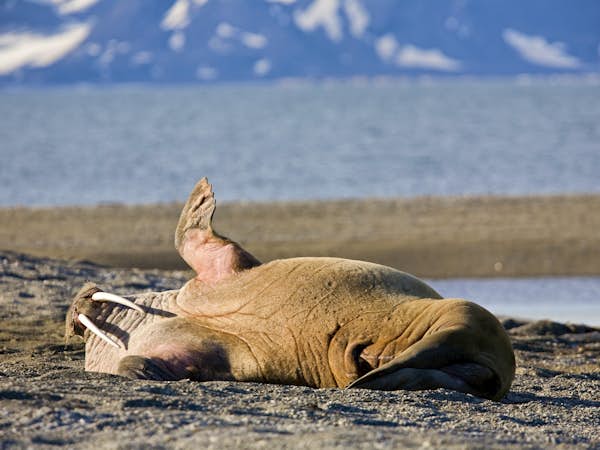A walrus on the shore in Spitsbergen