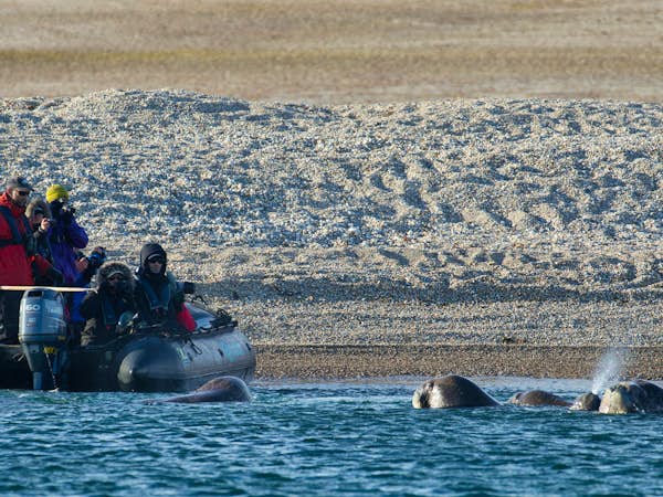 Wildlife spotting from a zodiac, Svalbard
