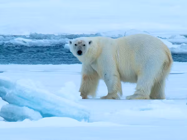 Spot polar bears on the ice