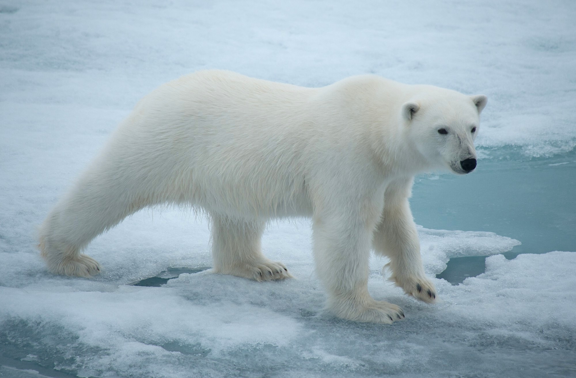 Roaming polar bear on the pack ice