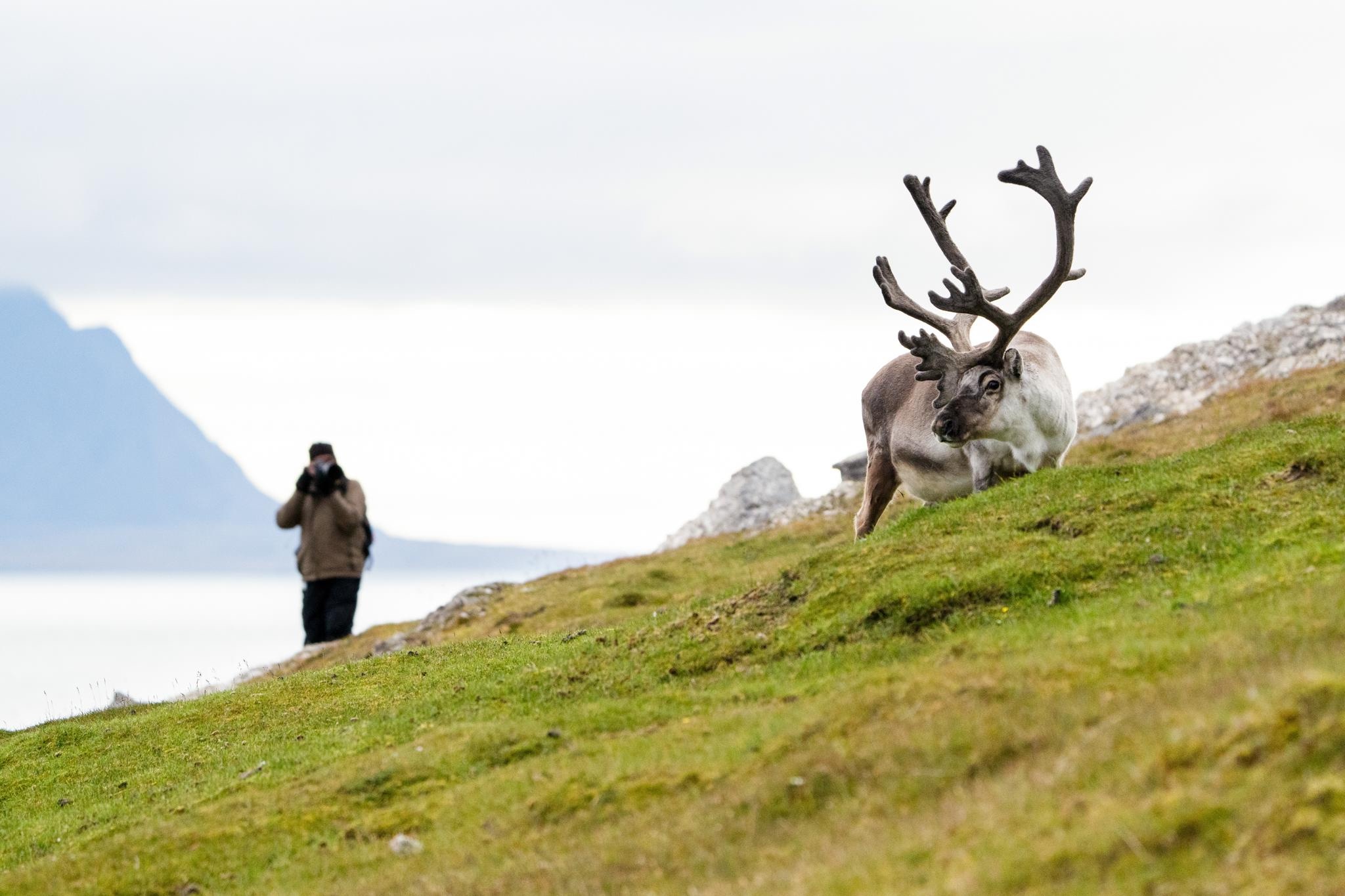 A person takes a photograph of a reindeer in Svalbard