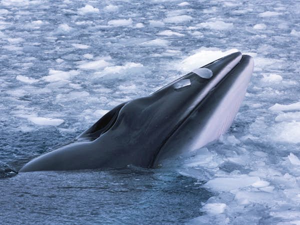 An inquisitive minke whale comes to the surface