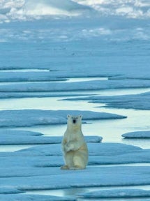 Arctic film & literature