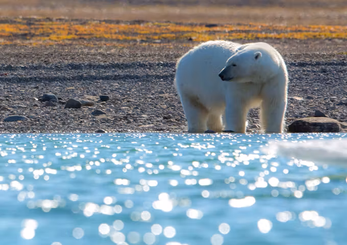 Polar Bear Tours