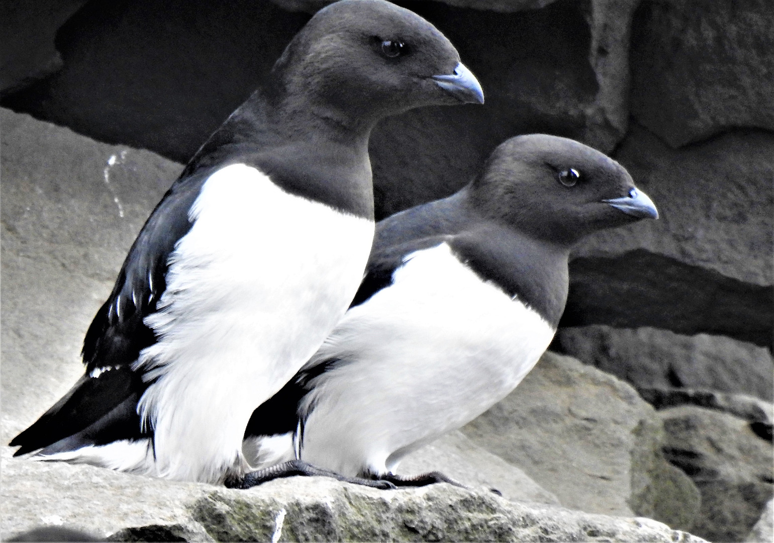 Little Auks on the Norwegian island of Jan Mayen