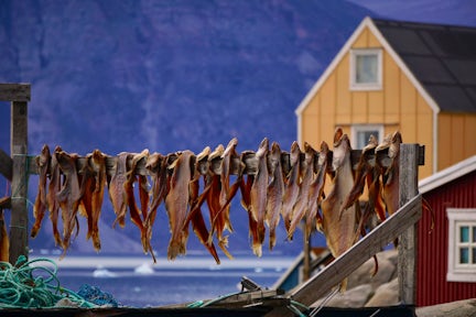 Greenland-hanging-fish