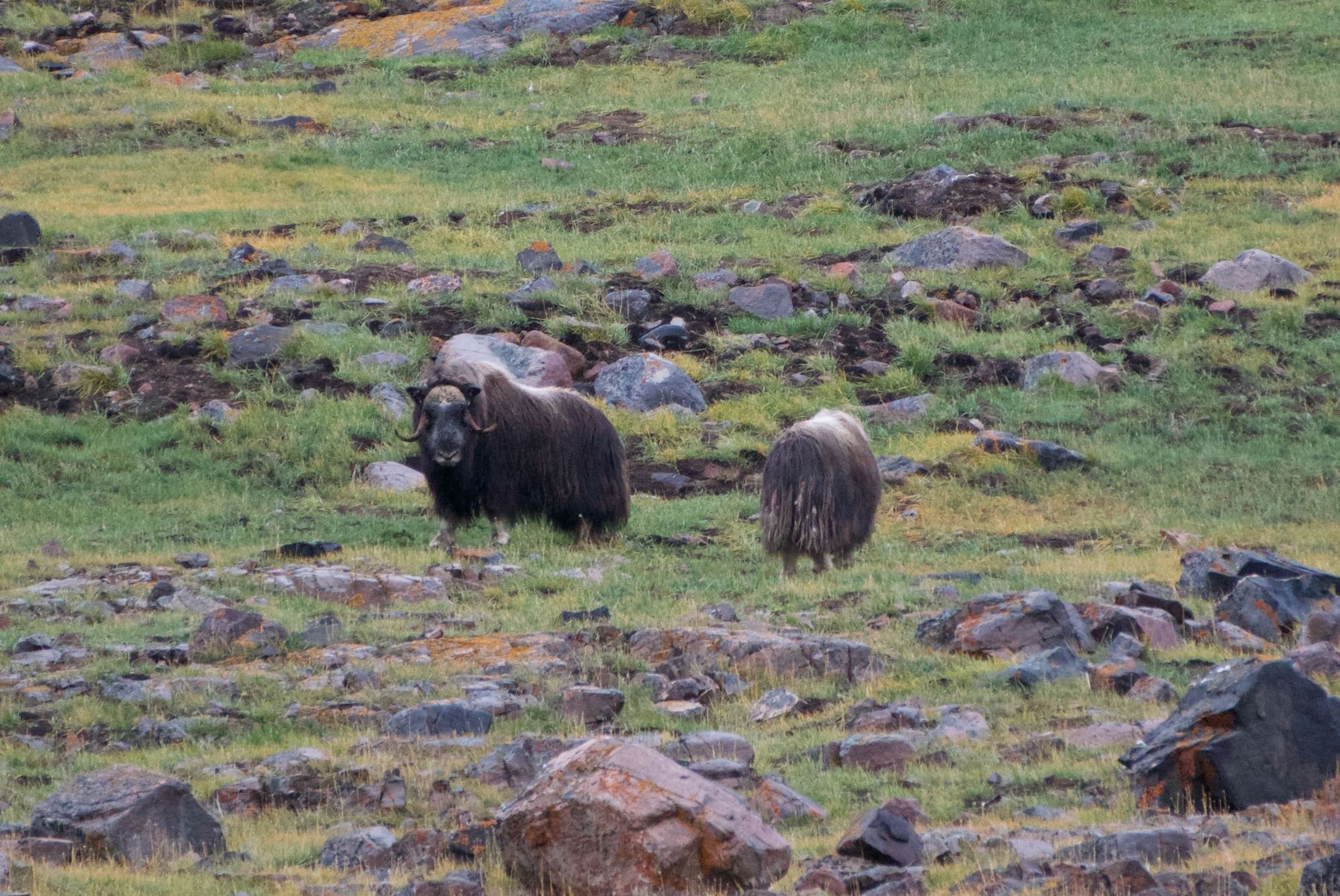 Musk-Oxen