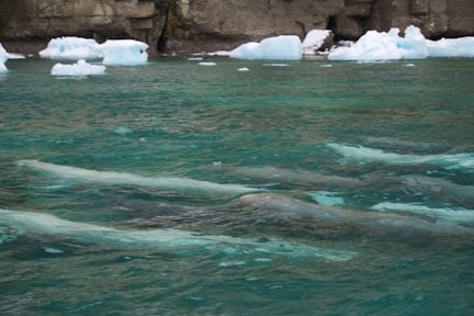 Wildlife-Belugas-Beechey