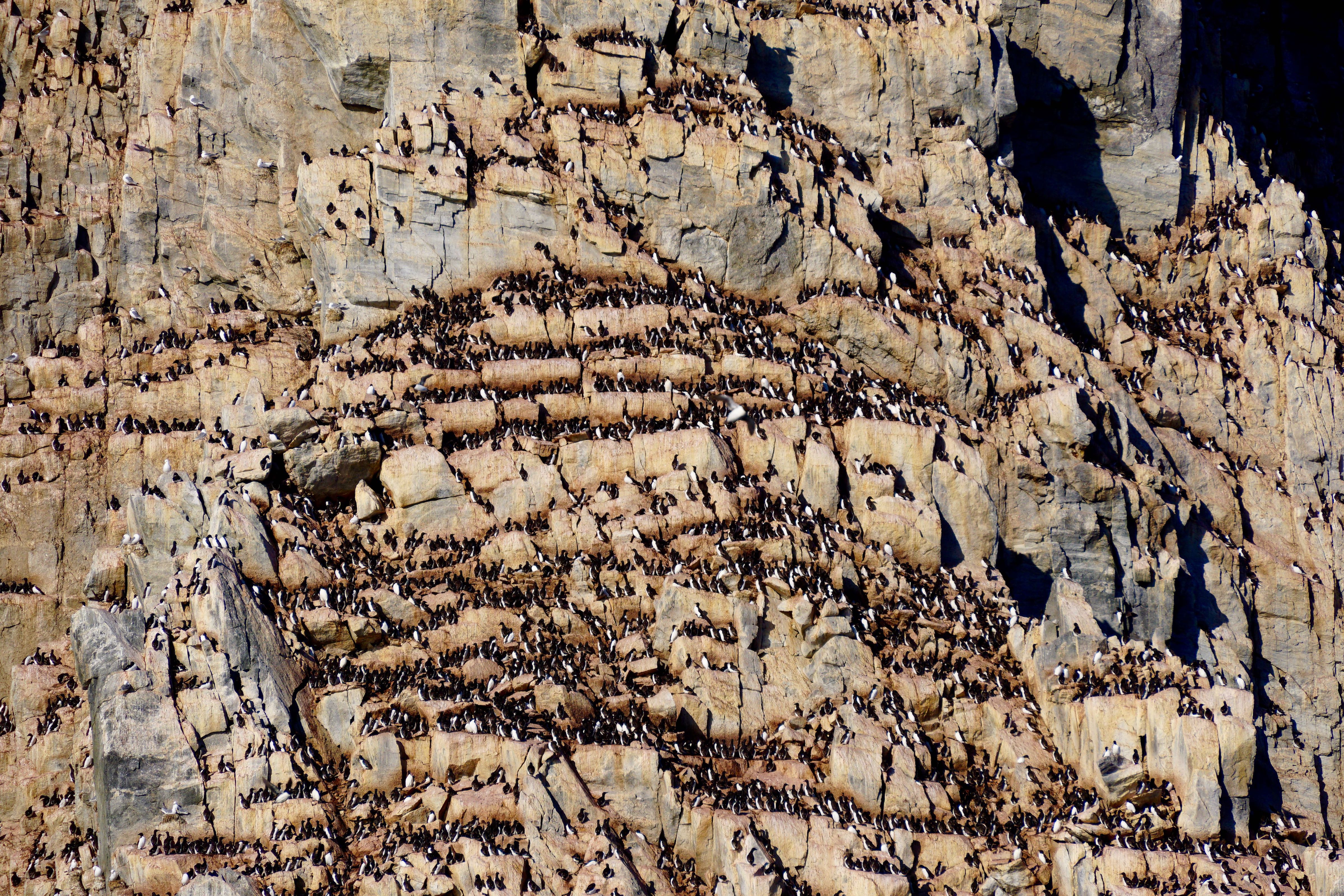 Wildlife-Murre-Colony