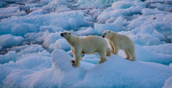 PHO_5_Martin-Aldrich_RTD_Wildlife-Polar Bears