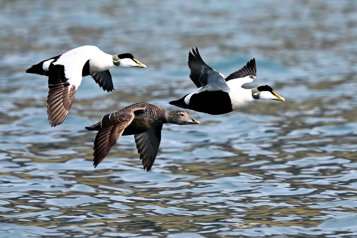 Common Eiders, Svalbard