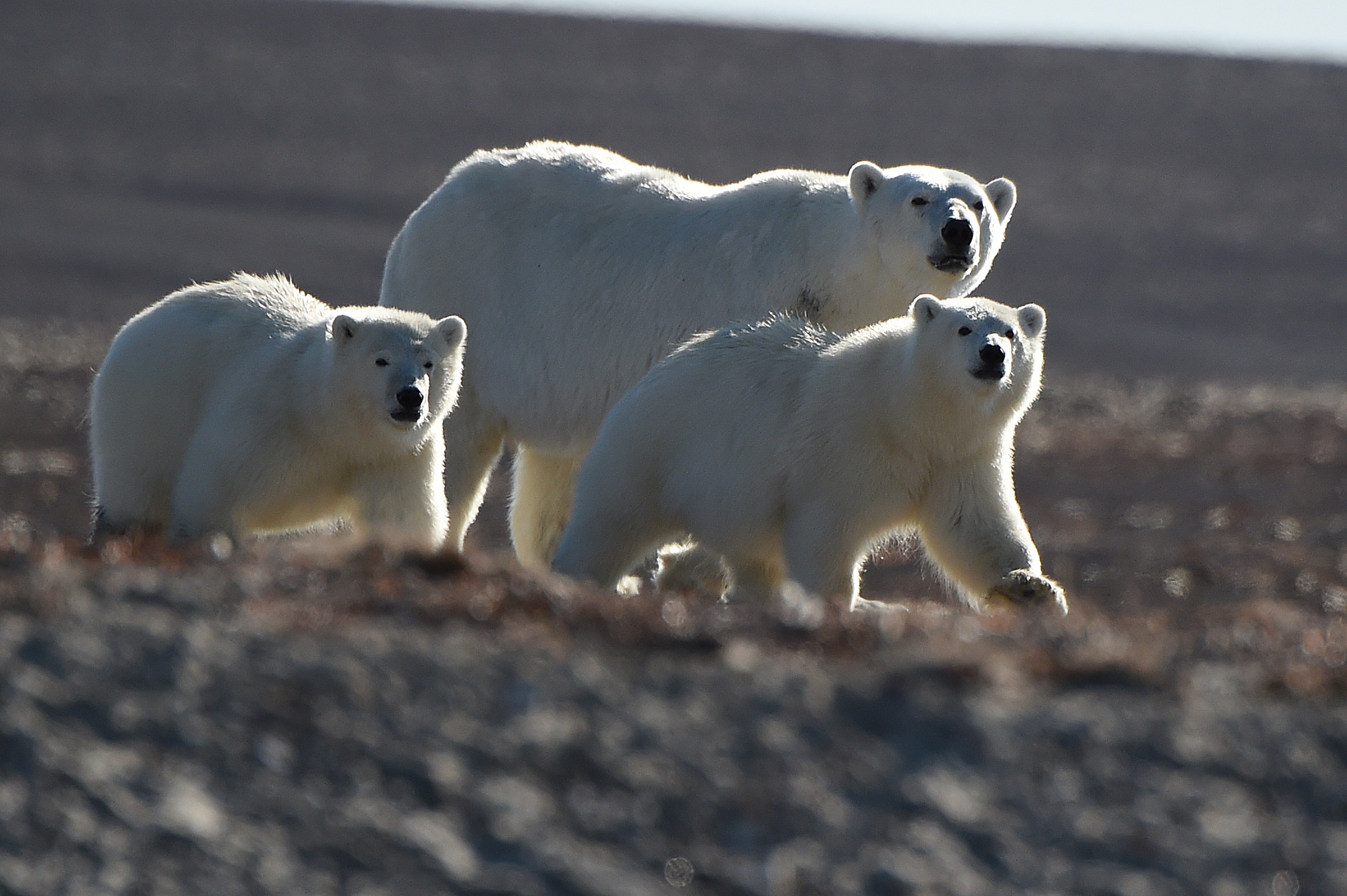 Polar bears near the Bellot Strait