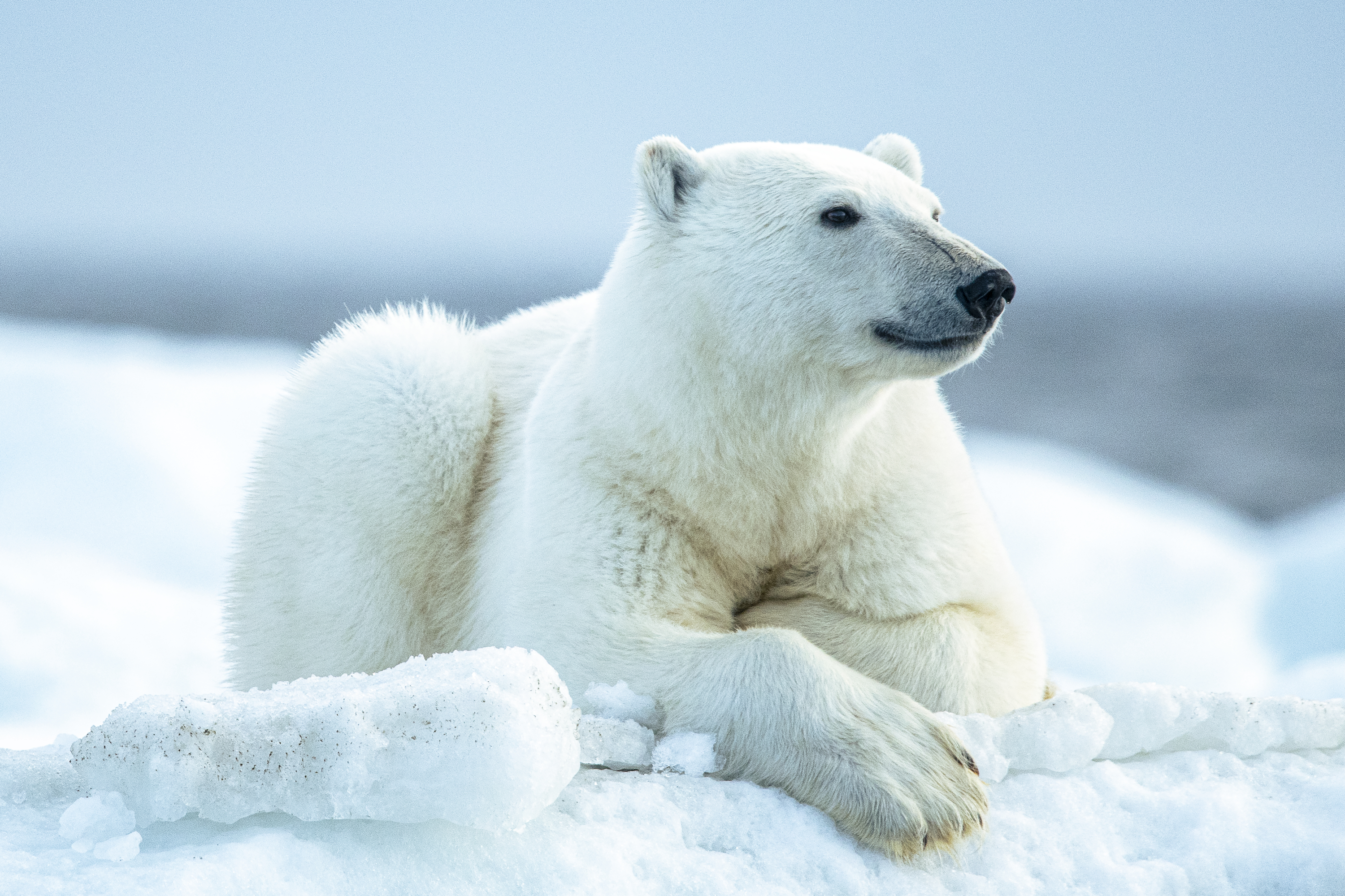 Majestic polar bear, Greenland