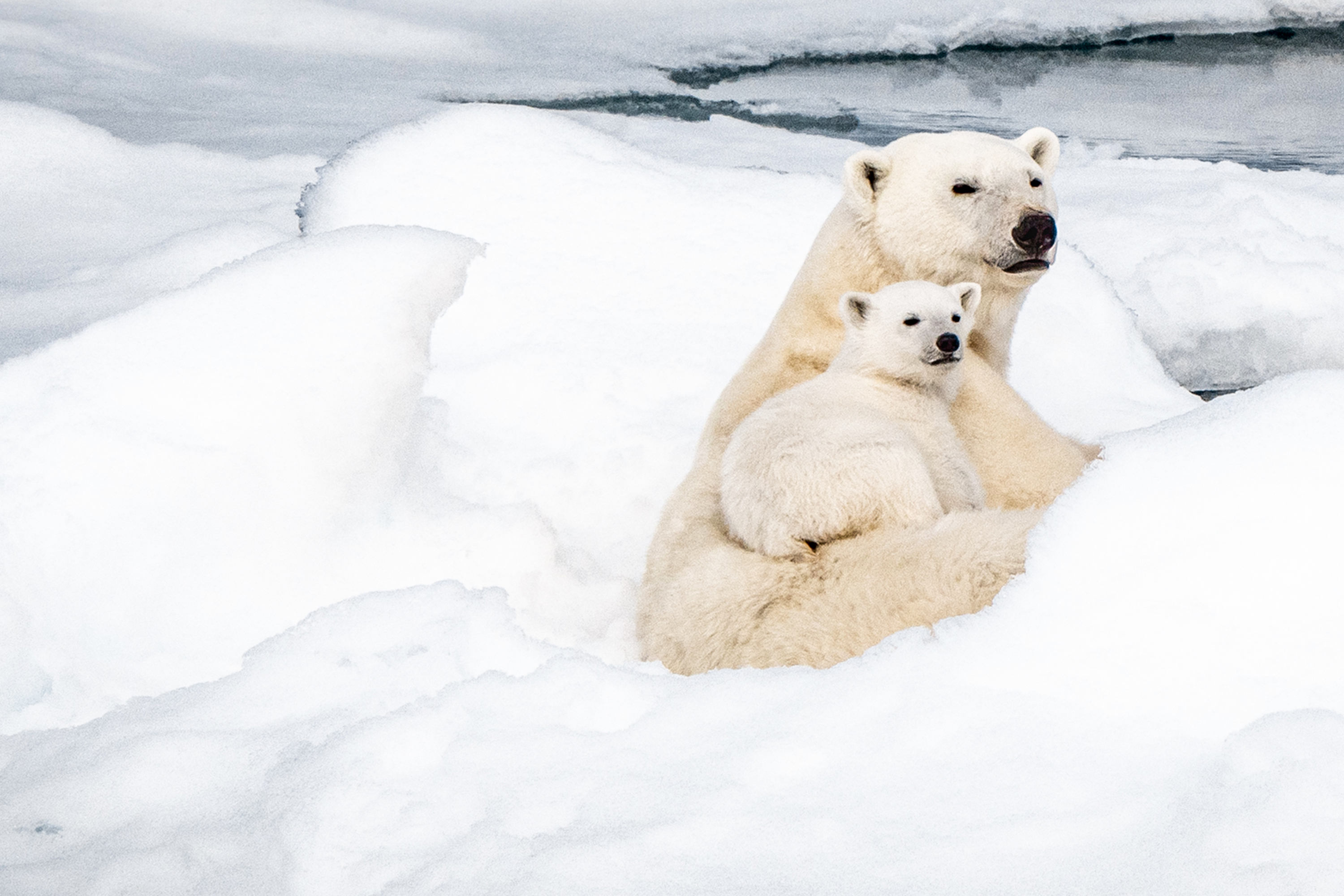 Polar bear and cub, Arctic