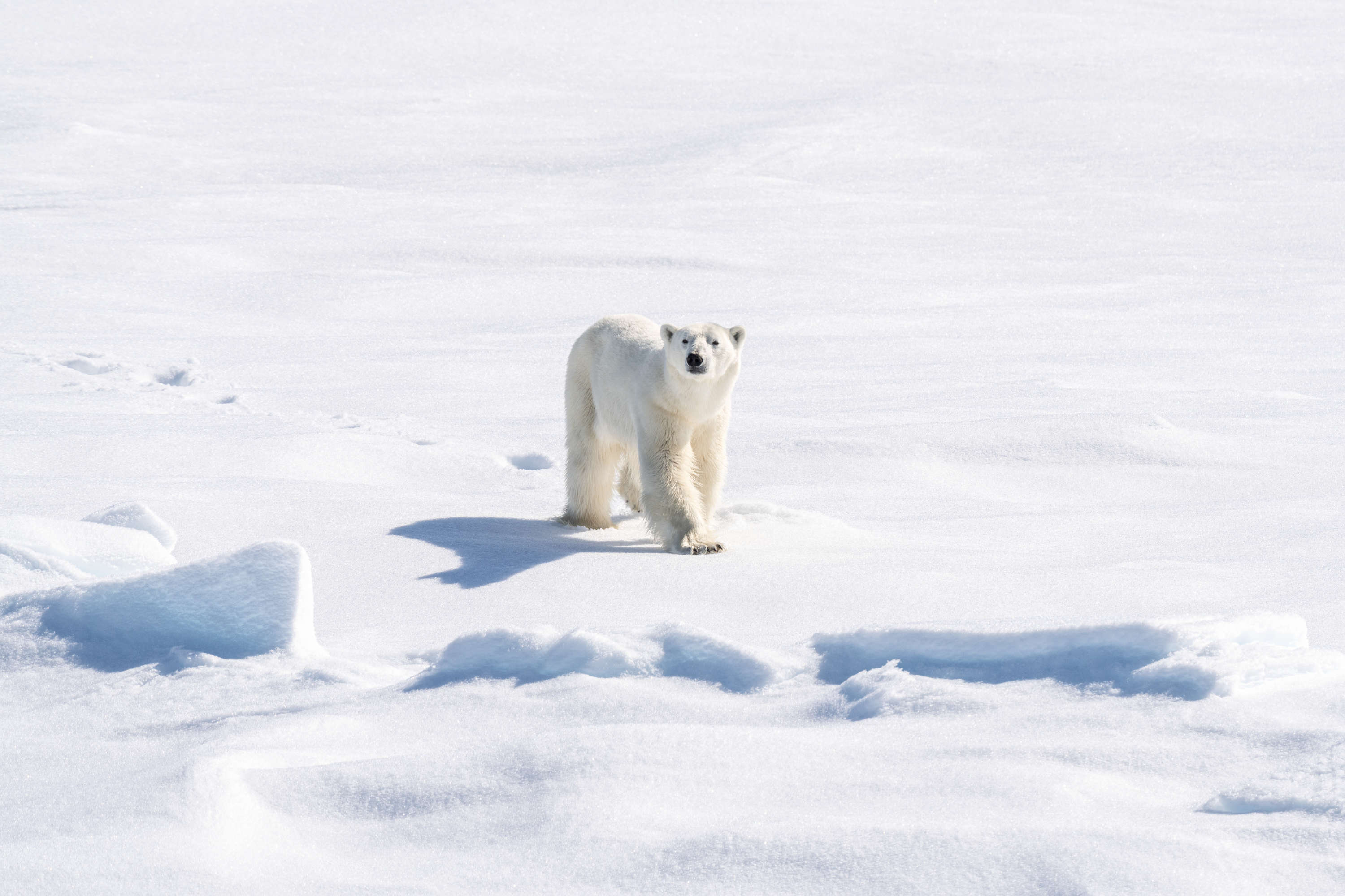 A roaming polar bear, Le Commandant Charcot