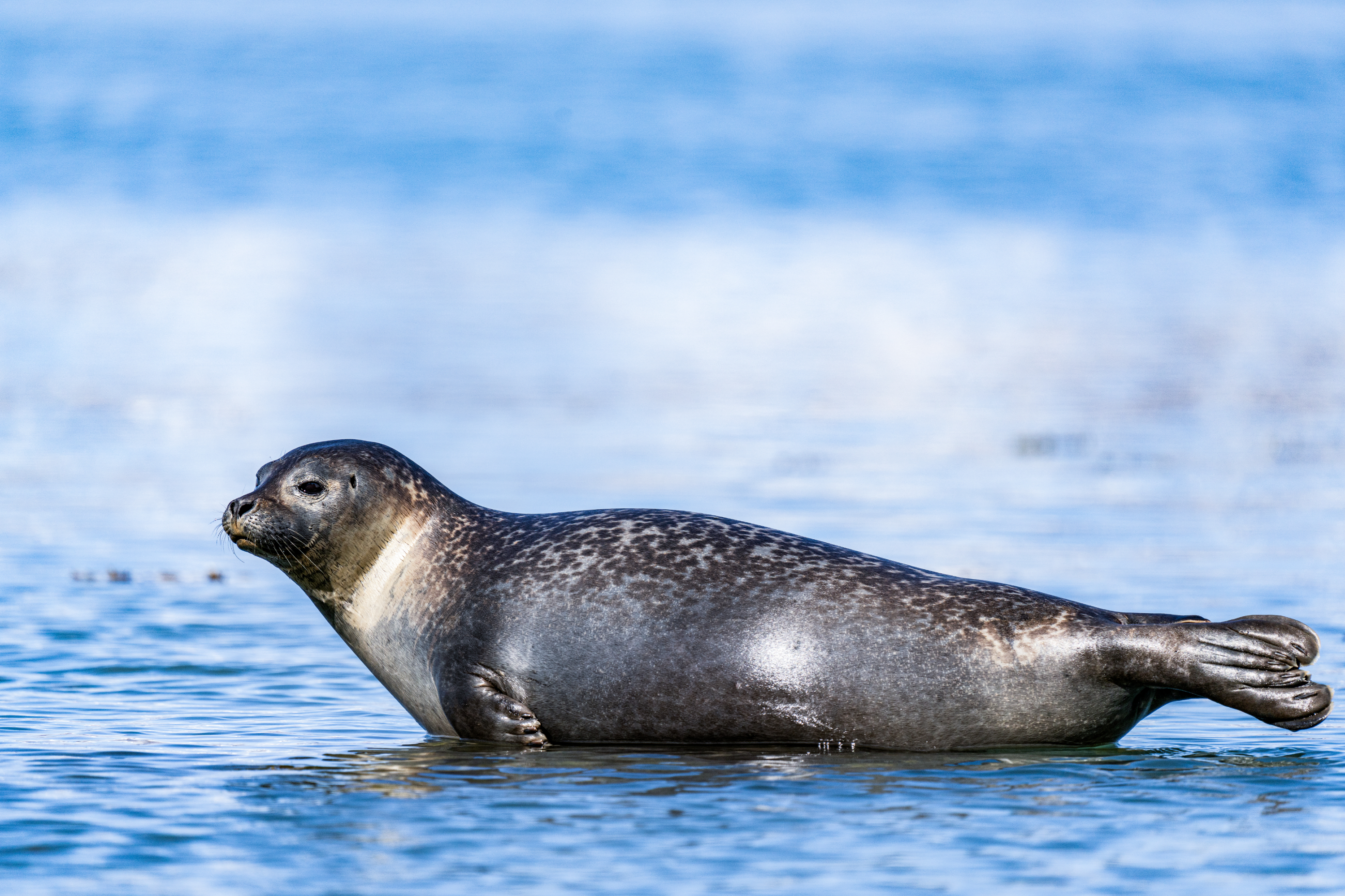 Common Seal, Svalbard