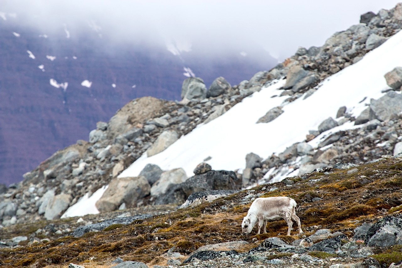 Arctic Journey: Svalbard, Greenland & Iceland