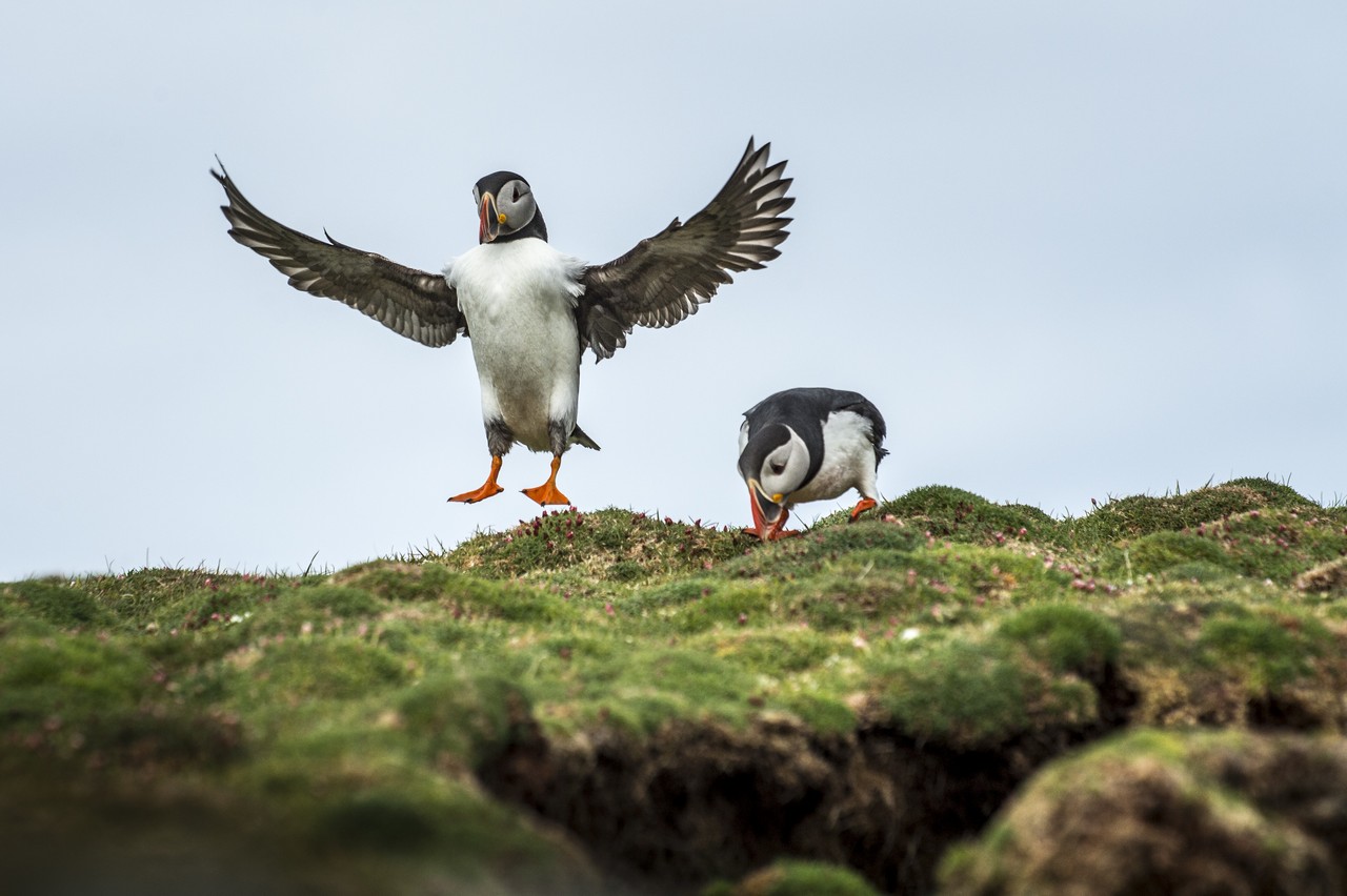 POS_3_Anthony-Smith_RDT_LandingPuffins