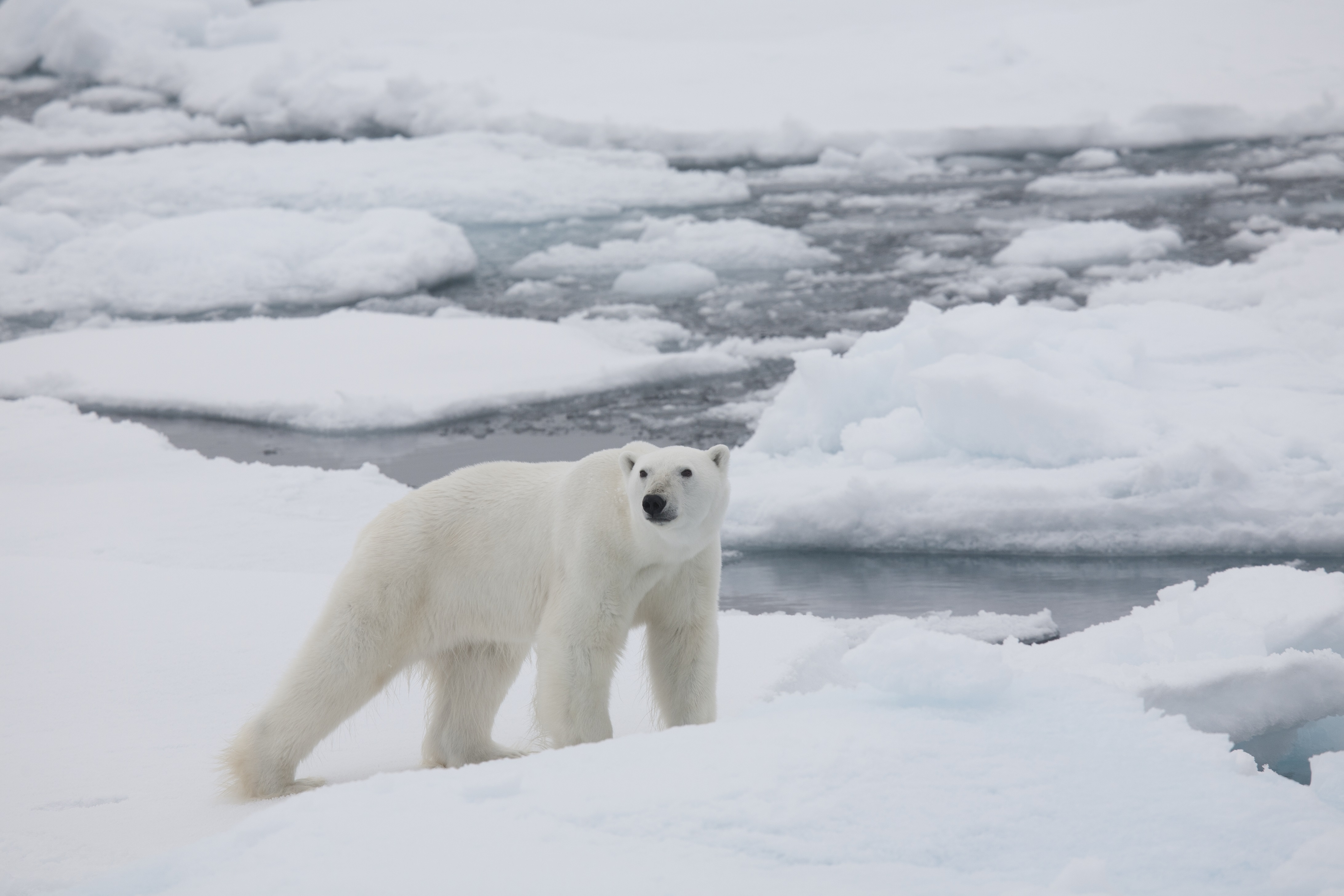 The Geographic North Pole & East Greenland