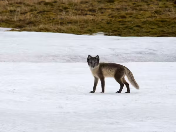 An Arctic fox in a summer coat