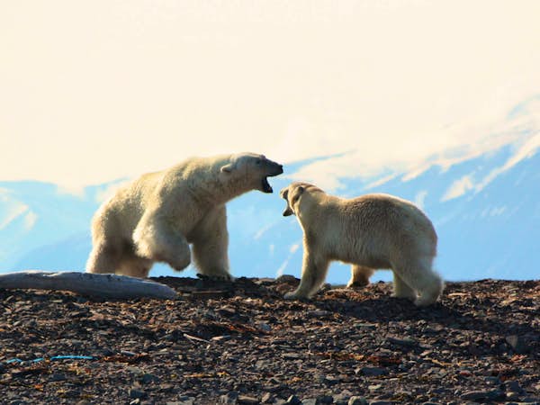 Bear drama plays out daily in Svalbard
