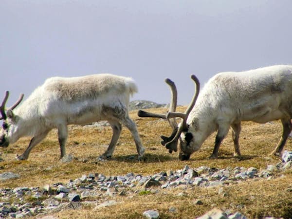 Reindeer grazing in Spitsbergen