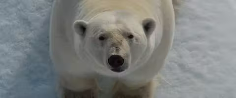 Svalbard Wildlife In-Depth