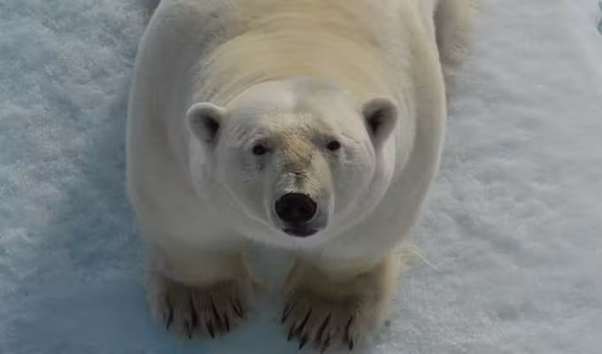 Svalbard Wildlife In-Depth