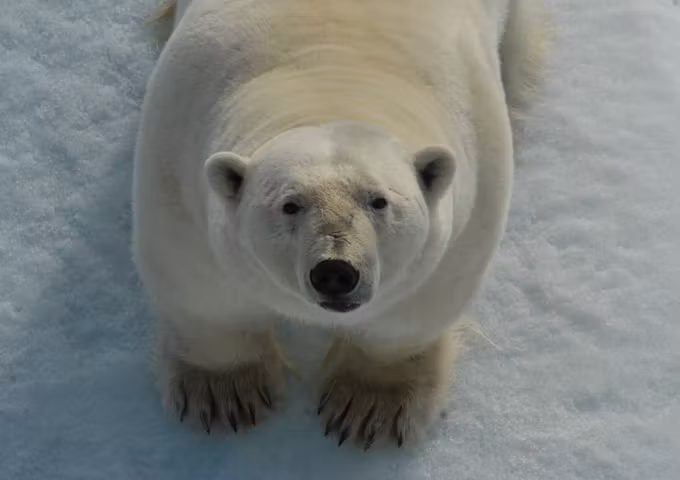 A healthy polar bear up close