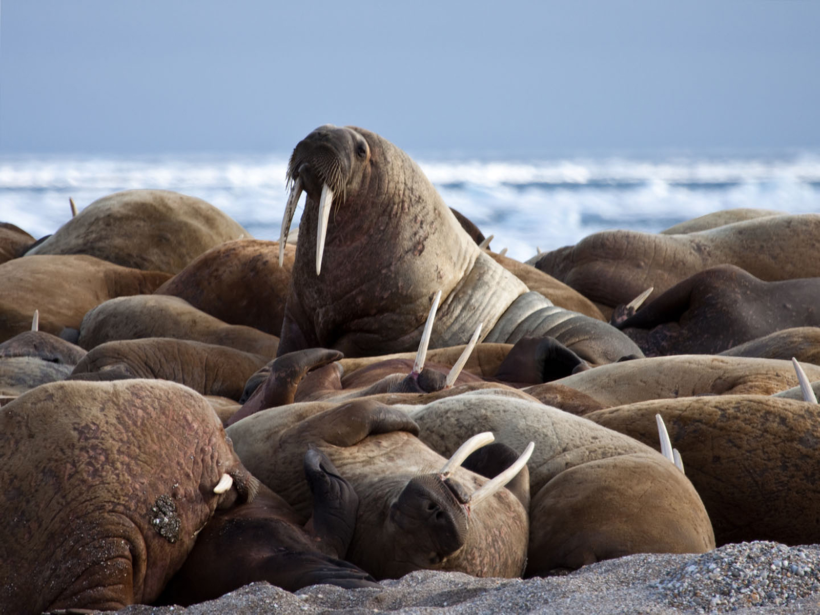 Svalbard, Greenland & Iceland Polar Quest