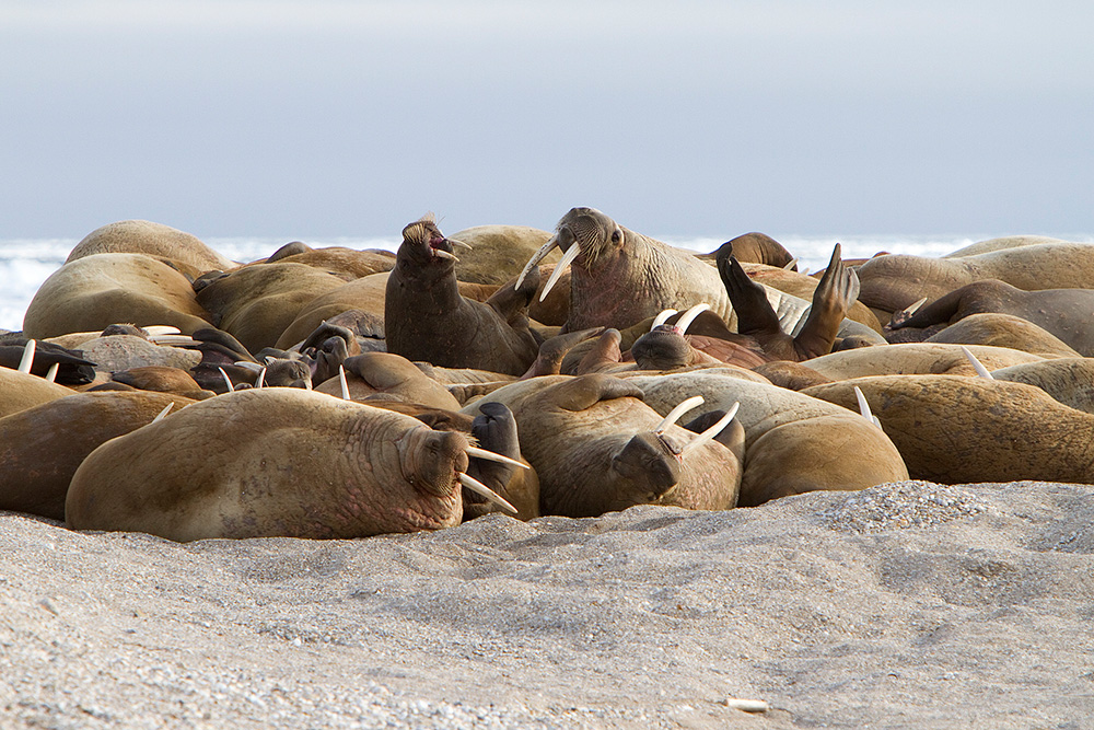 Svalbard Wildlife In-Depth