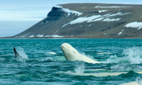 Svalbard Wildlife
