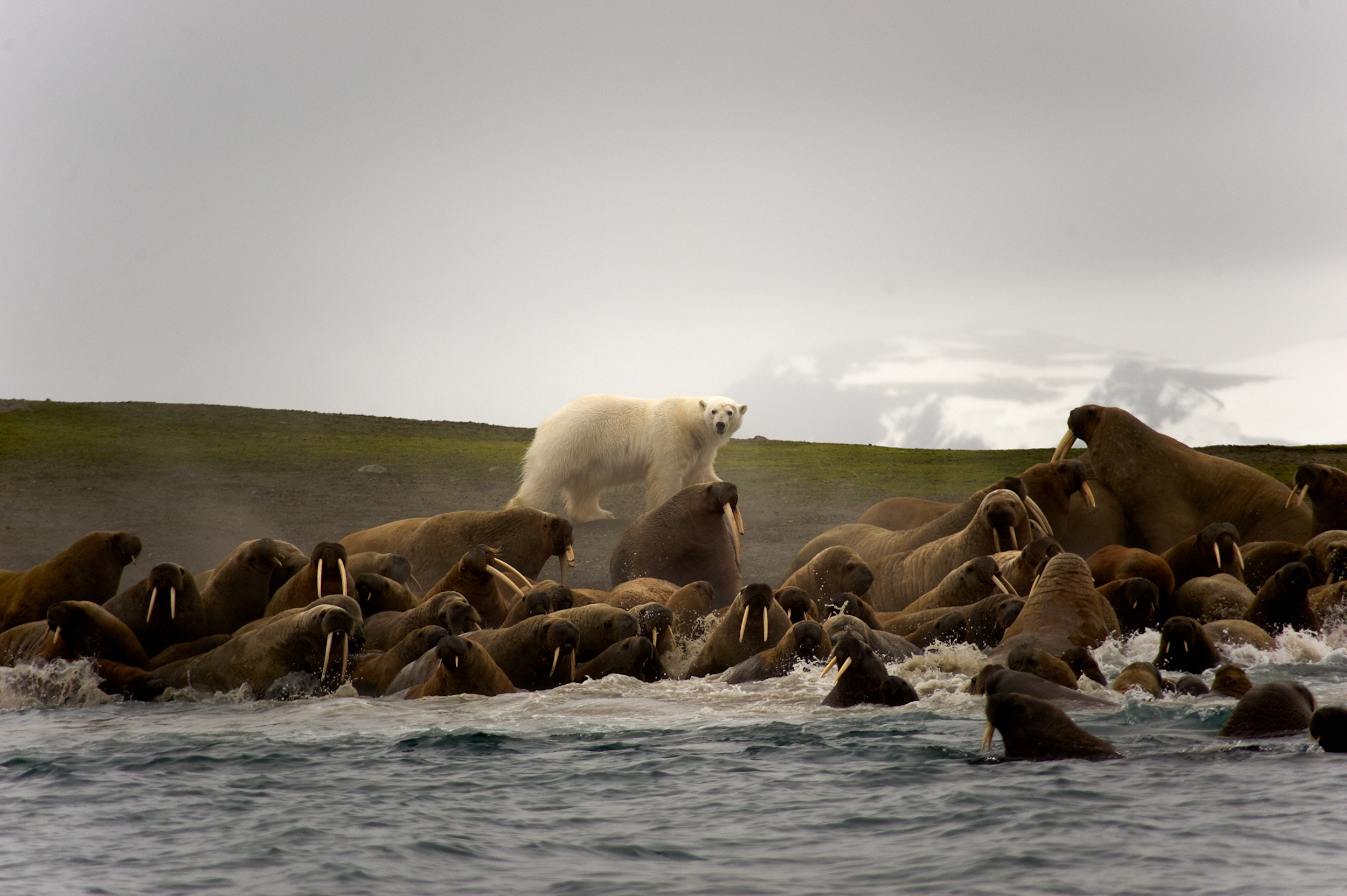 Into the Polar Bear’s Realm