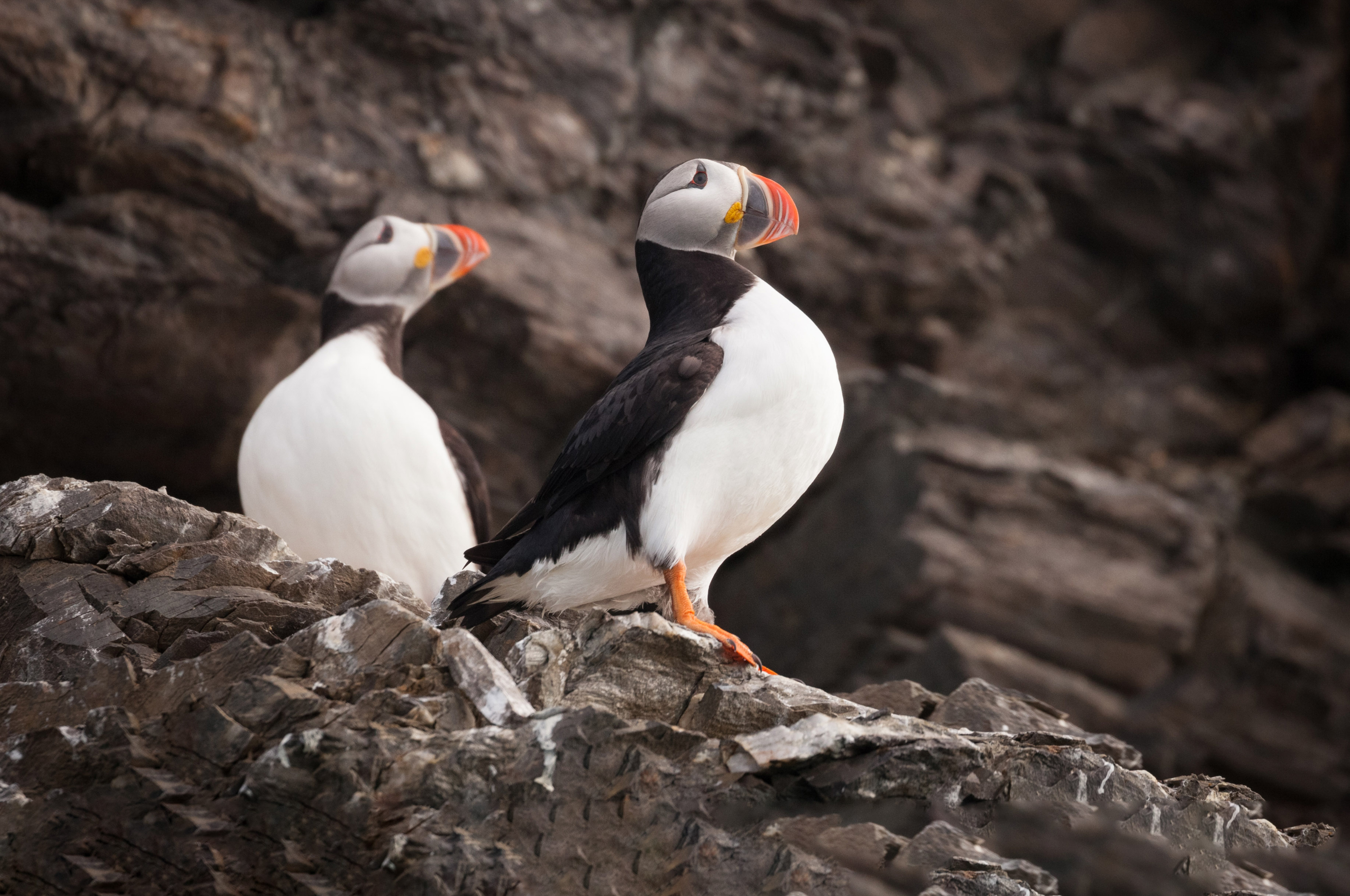 A Circle Around Iceland
