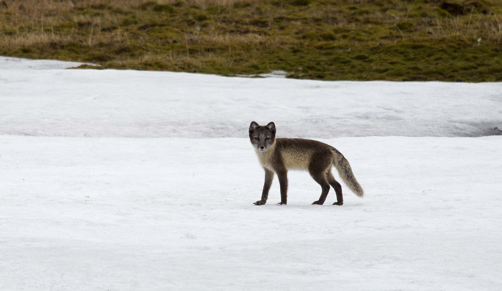 Arctic fox, Svalbard